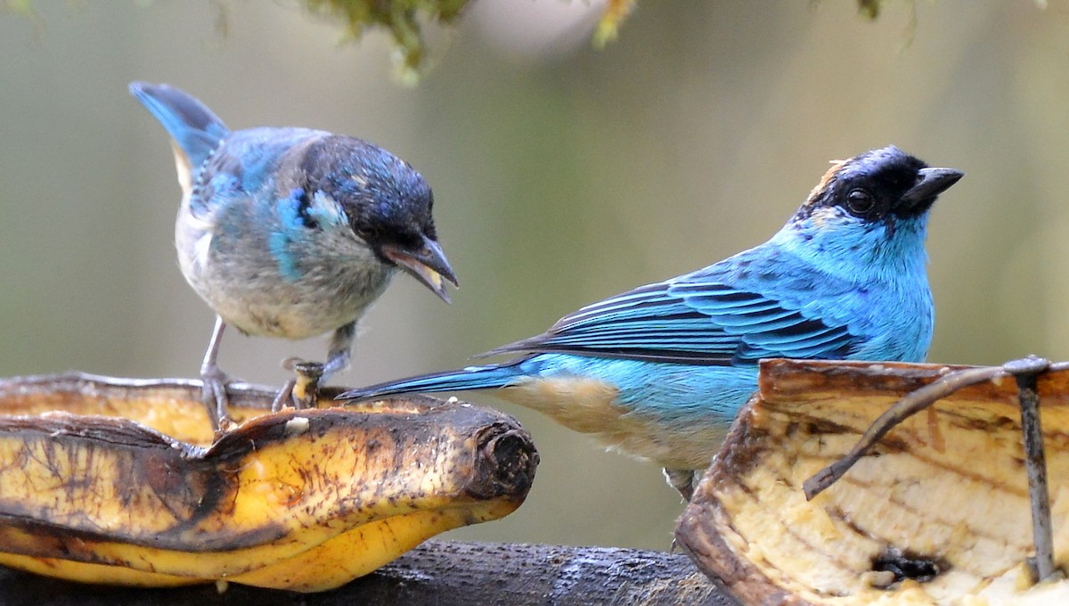 Golden-naped Tanager (Golden-naped) - ML631723303