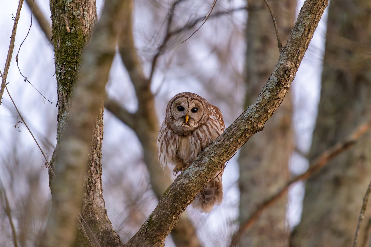 Barred Owl - ML631723306