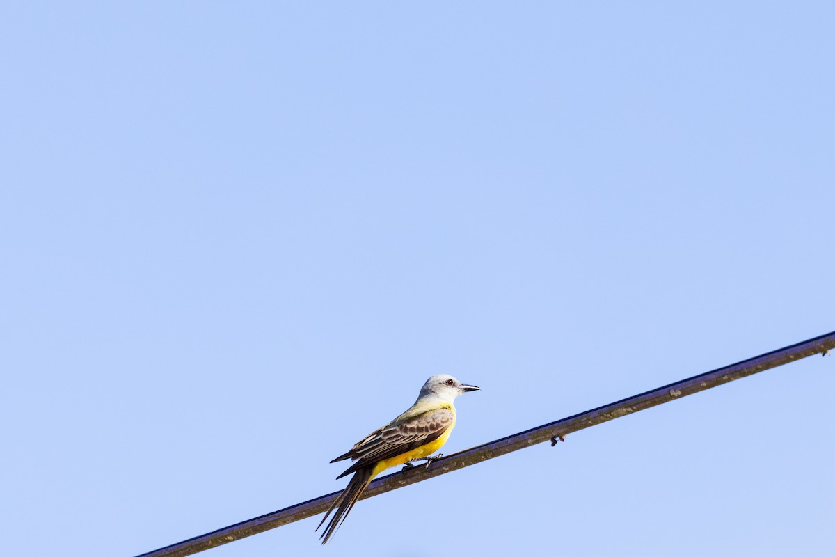 Couch's Kingbird - ML631723310
