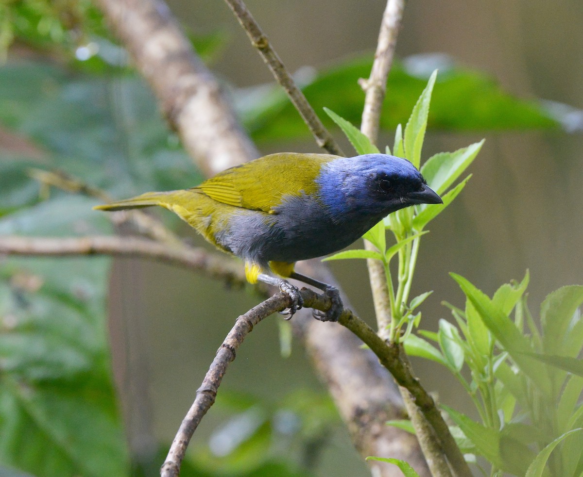 Blue-capped Tanager (Blue-capped) - ML631723322