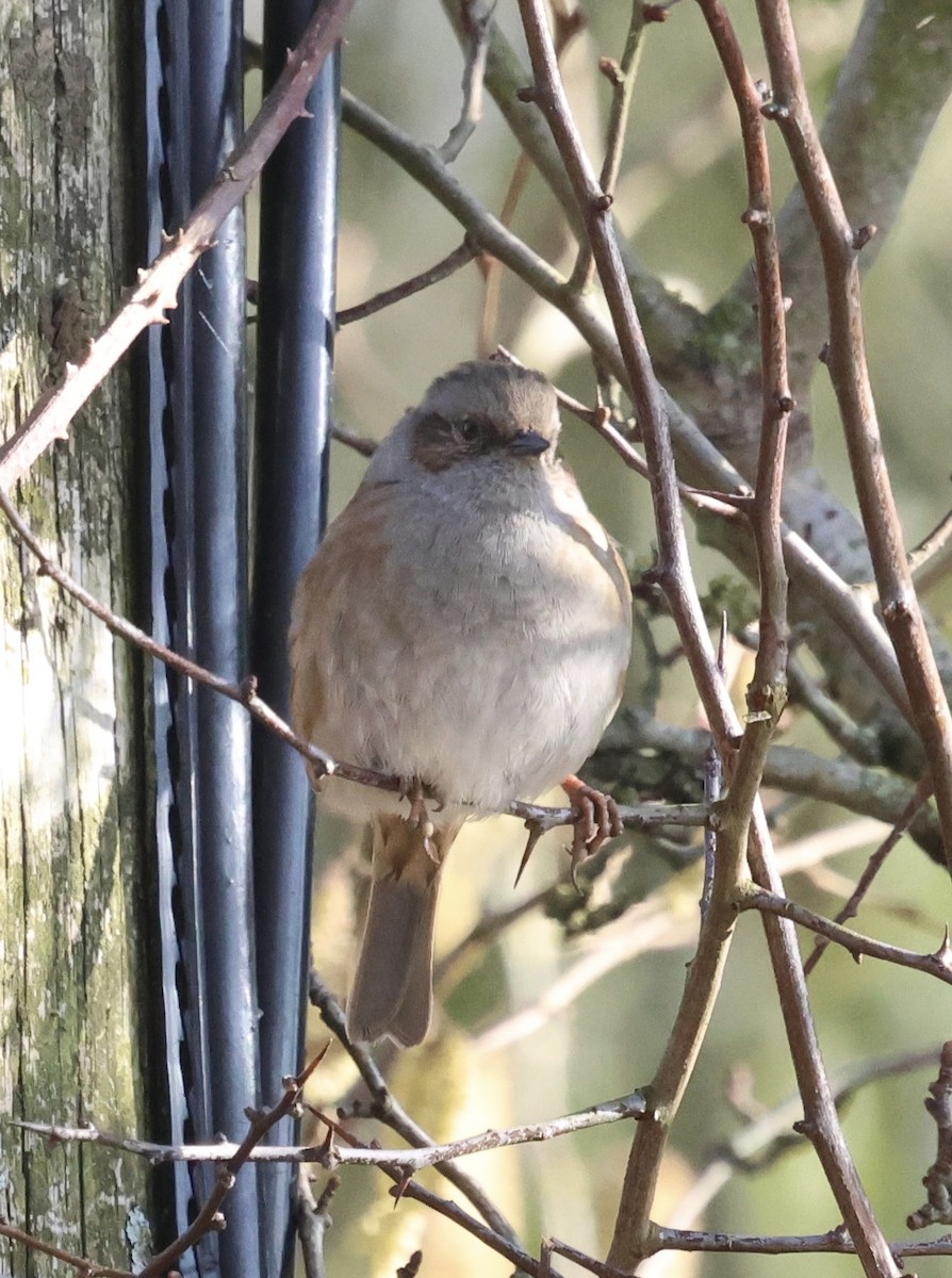 Dunnock - ML631723358