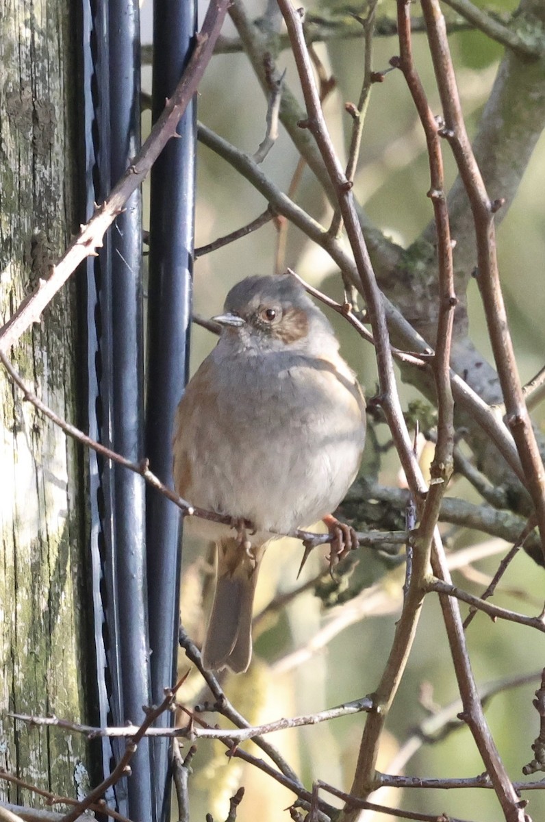 Dunnock - ML631723359