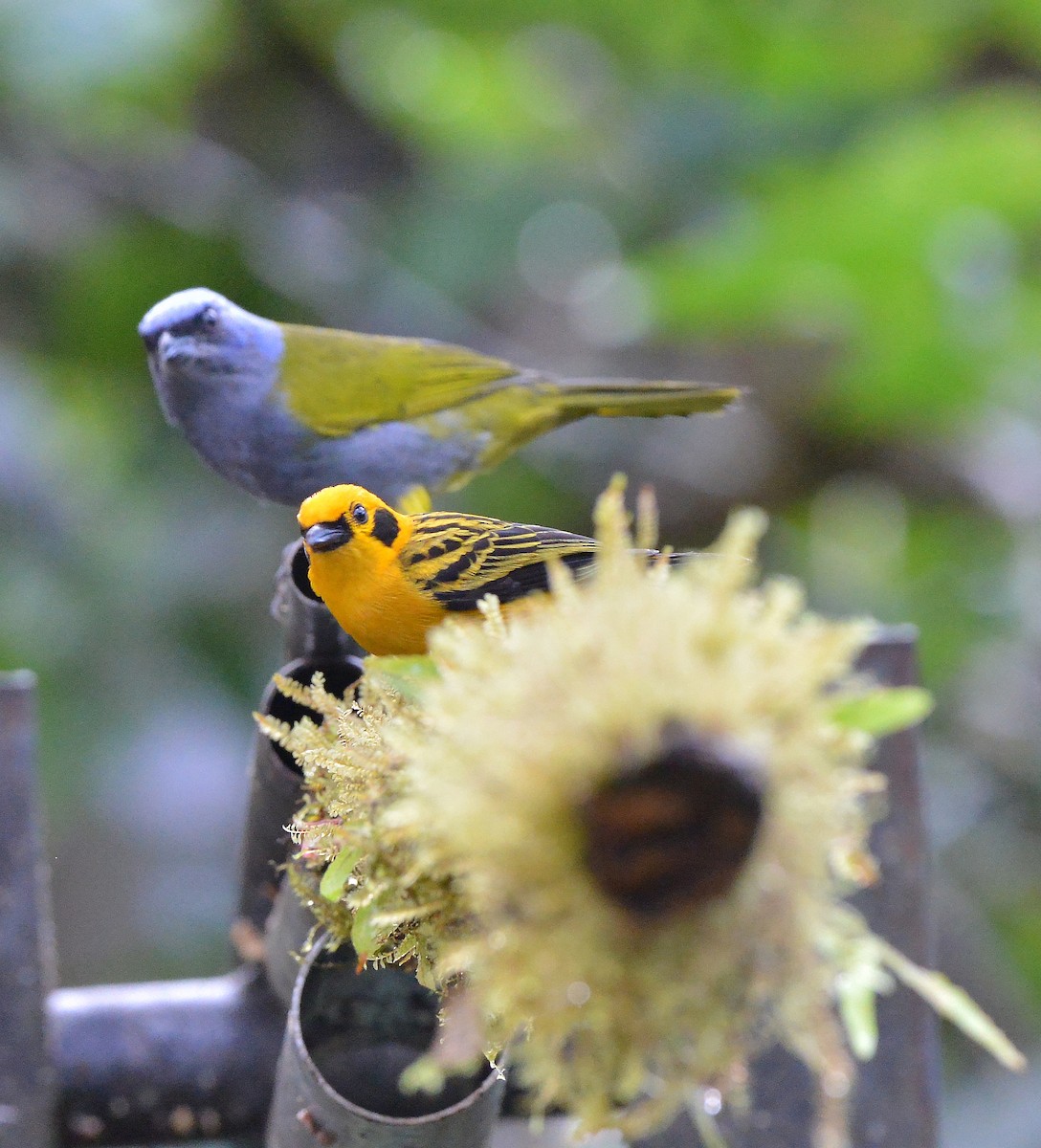 Blue-capped Tanager (Blue-capped) - ML631723363