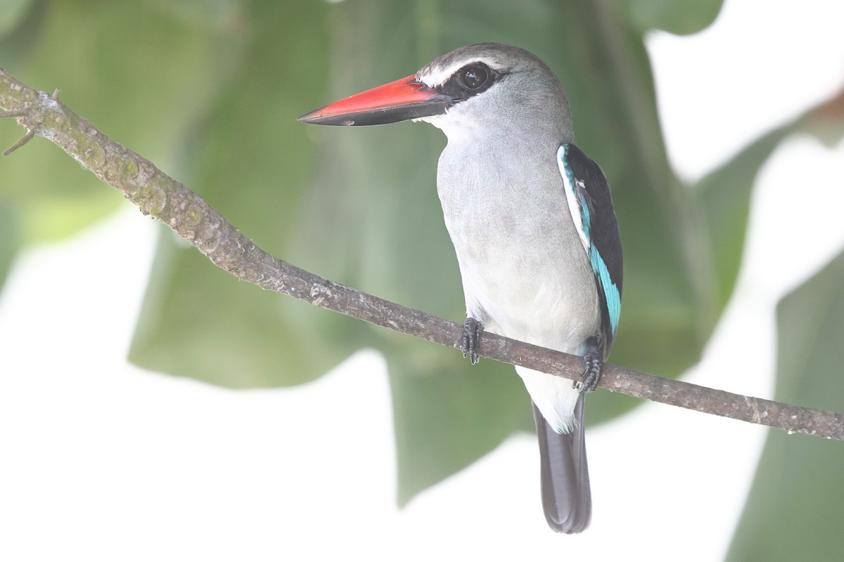 Martin-chasseur du Sénégal - ML631723374