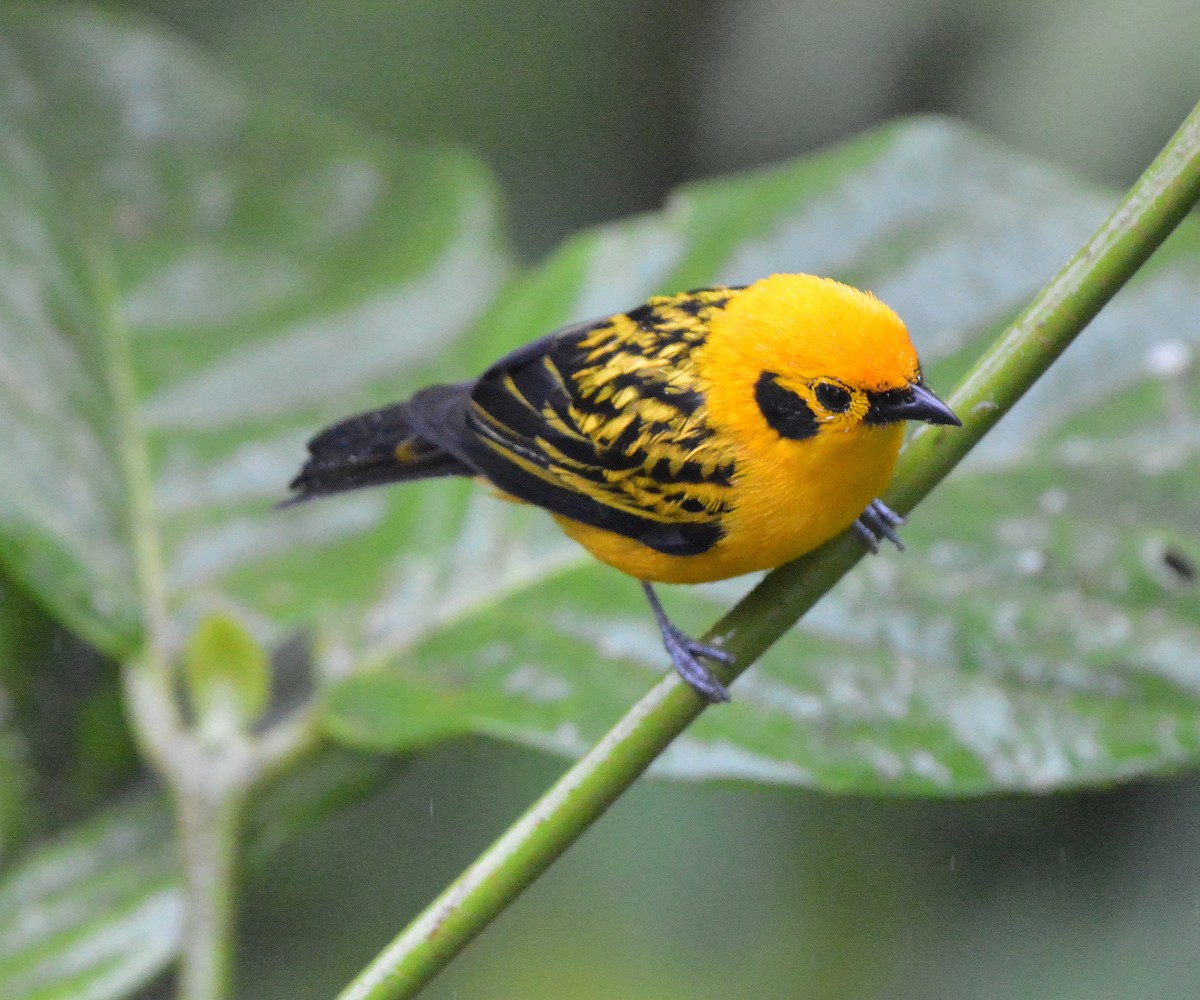 Golden Tanager (aurulenta Group) - ML631723381