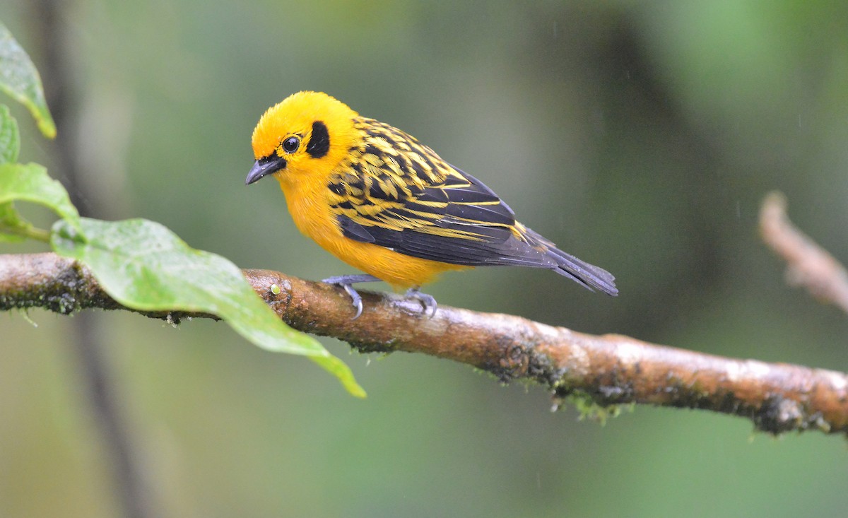 Golden Tanager (aurulenta Group) - ML631723385