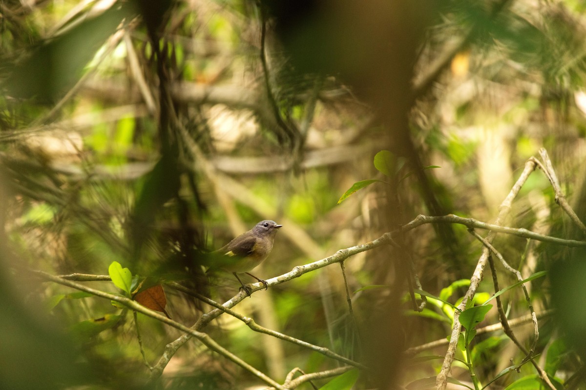 Yellow-winged Tanager - ML631723487
