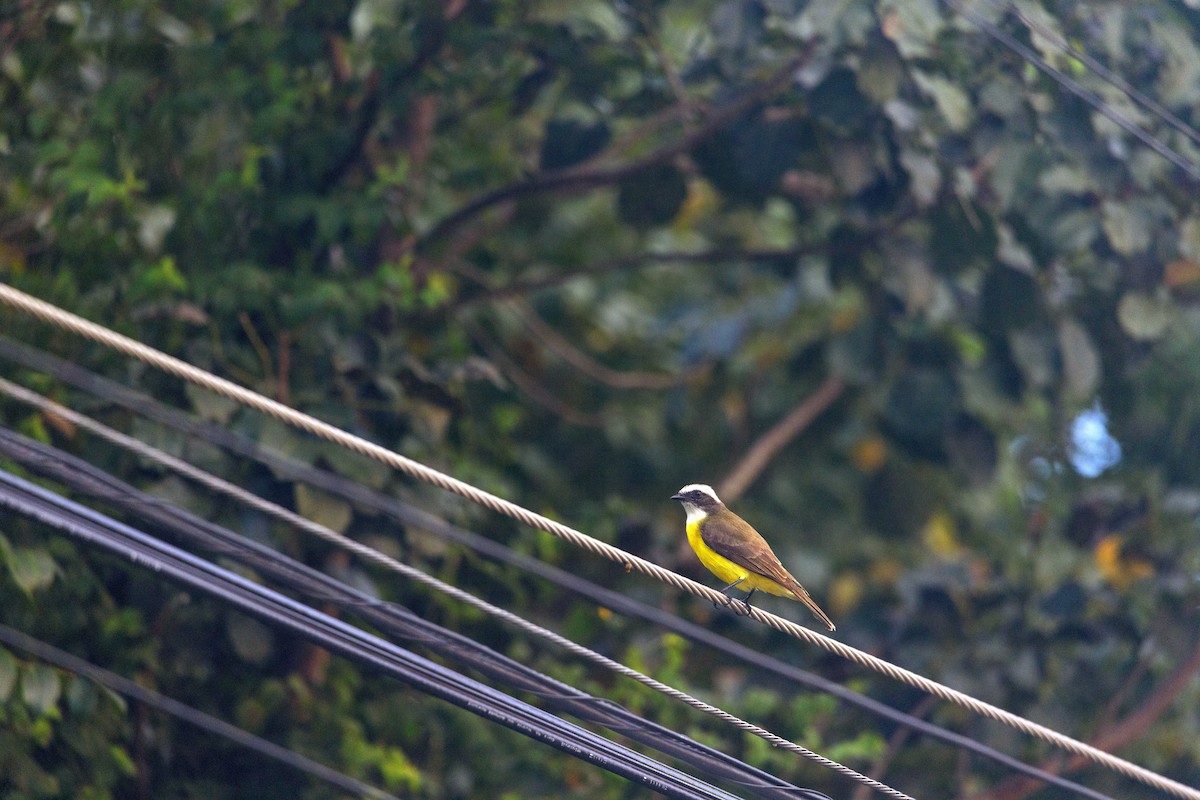 Social Flycatcher - ML631723571