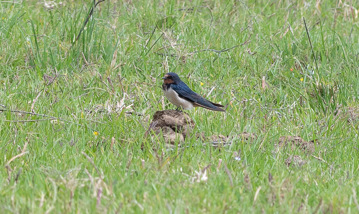Асрын хараацай - ML631723600