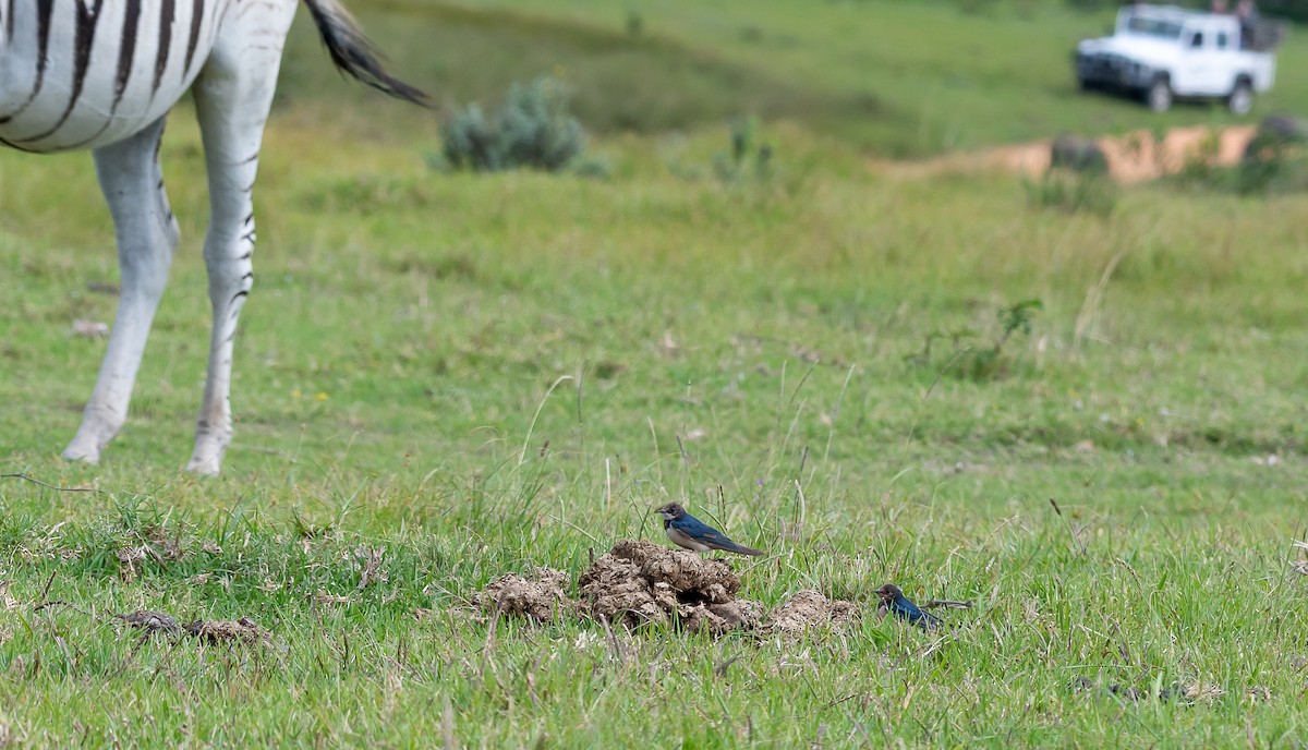 White-throated Swallow - ML631723603