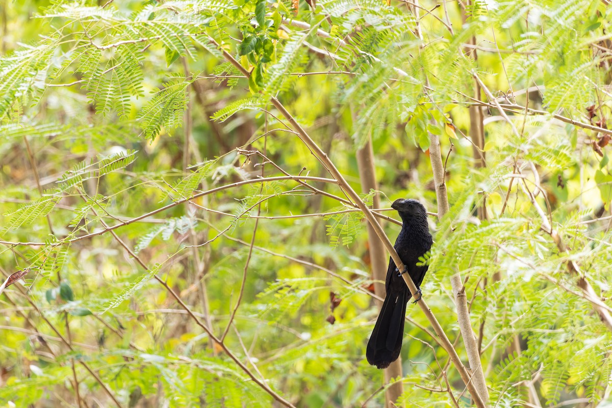 Smooth-billed Ani - ML631723613