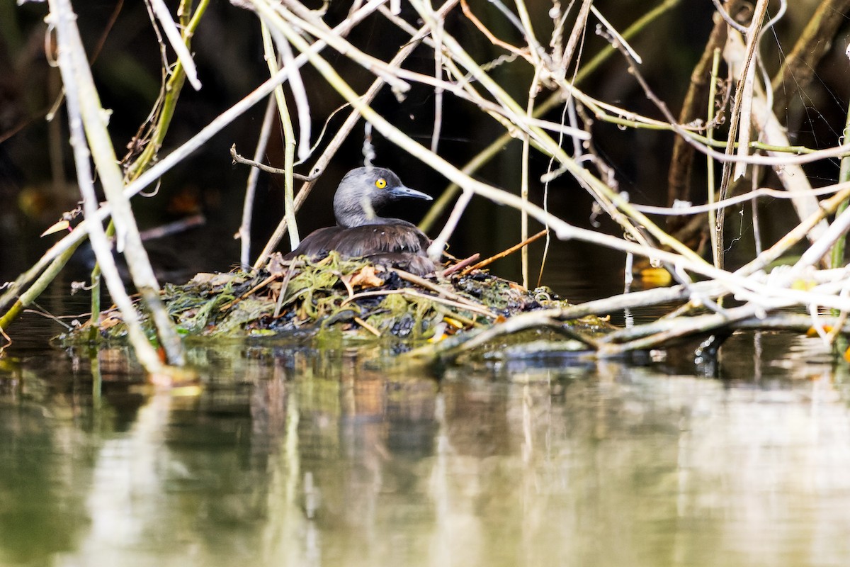 Least Grebe - ML631723697