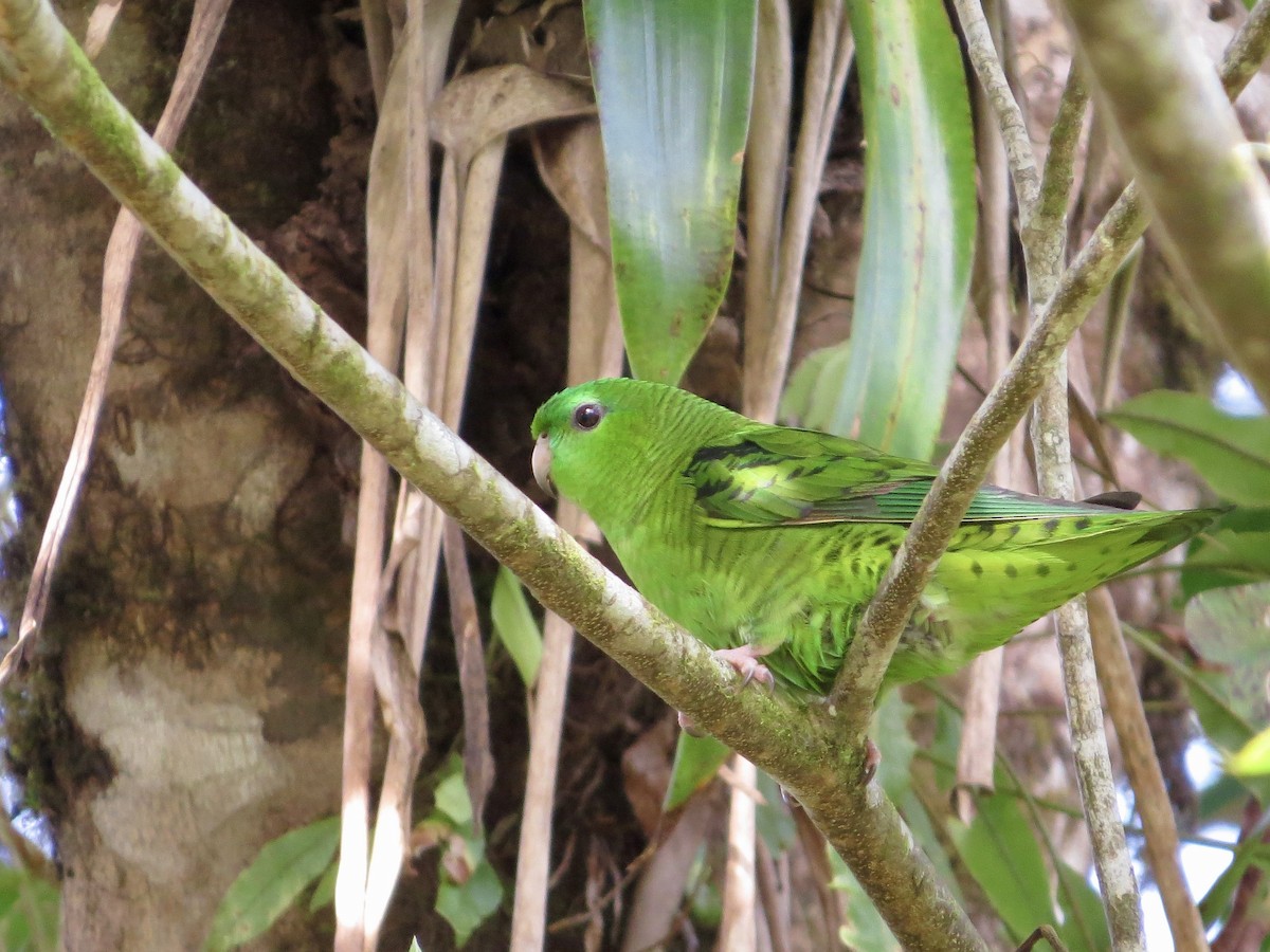 Barred Parakeet - ML631723746
