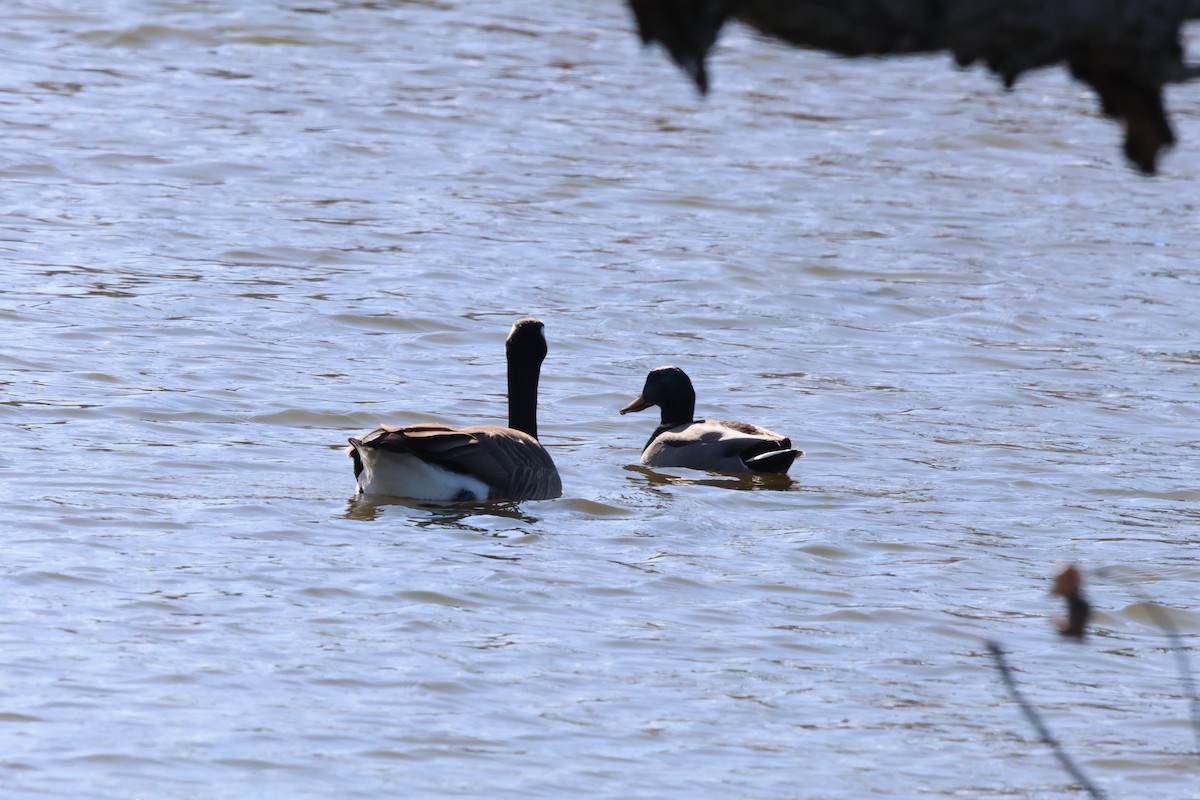 Canada Goose - ML631723830