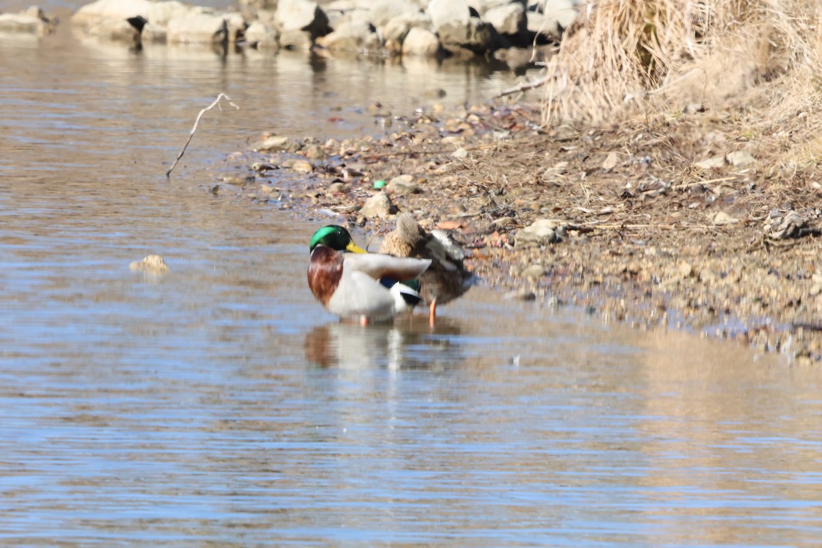 Mallard - ML631723844