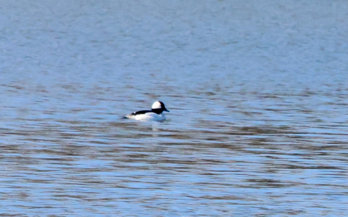 Bufflehead - ML631723857