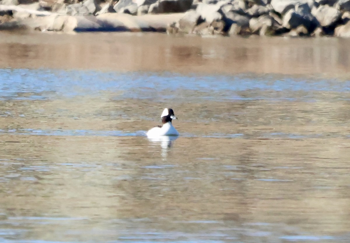 Bufflehead - ML631723859