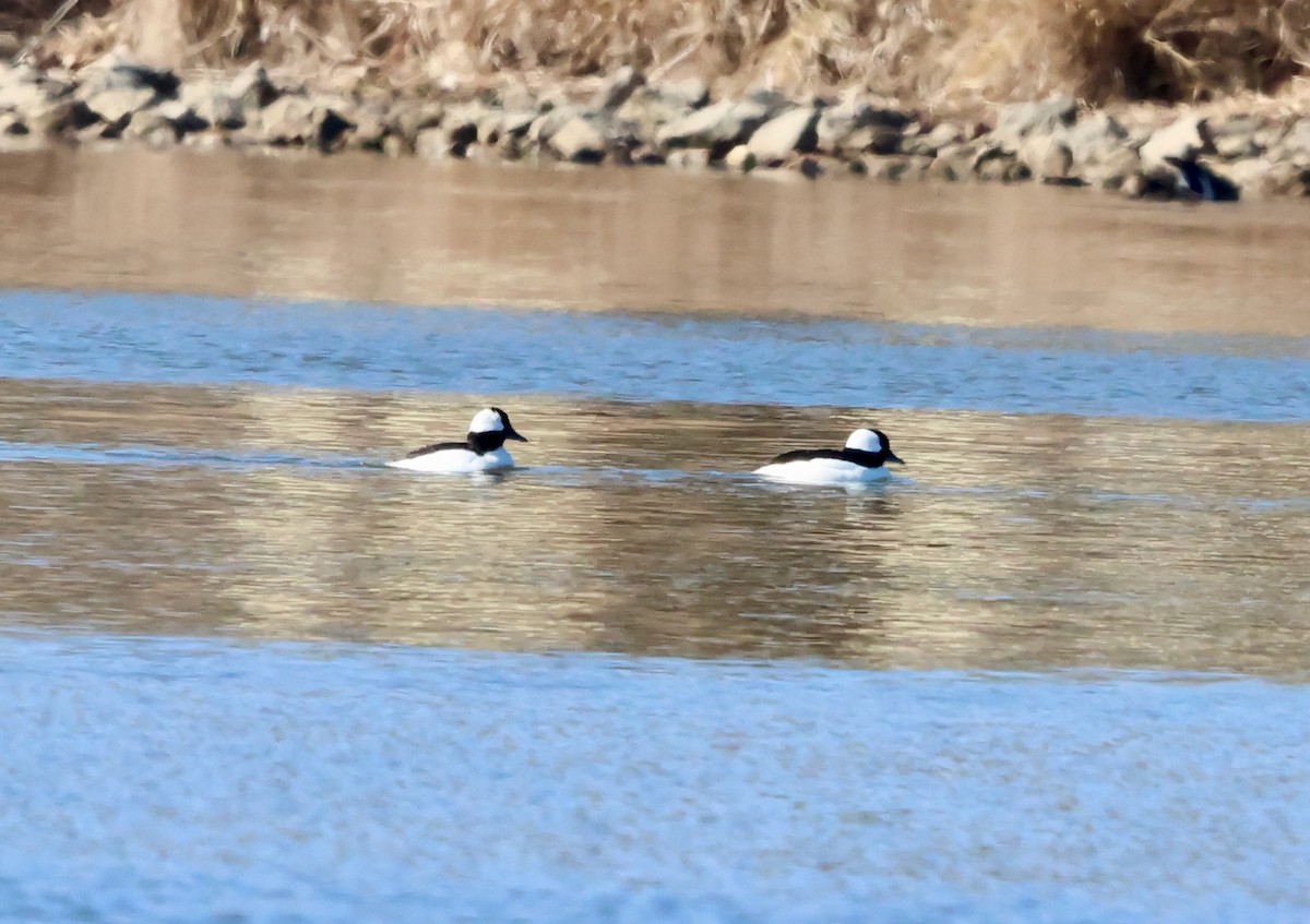 Bufflehead - ML631723860