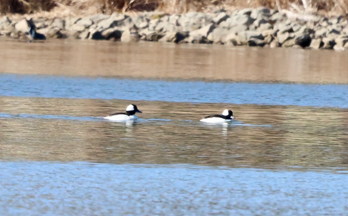 Bufflehead - ML631723861