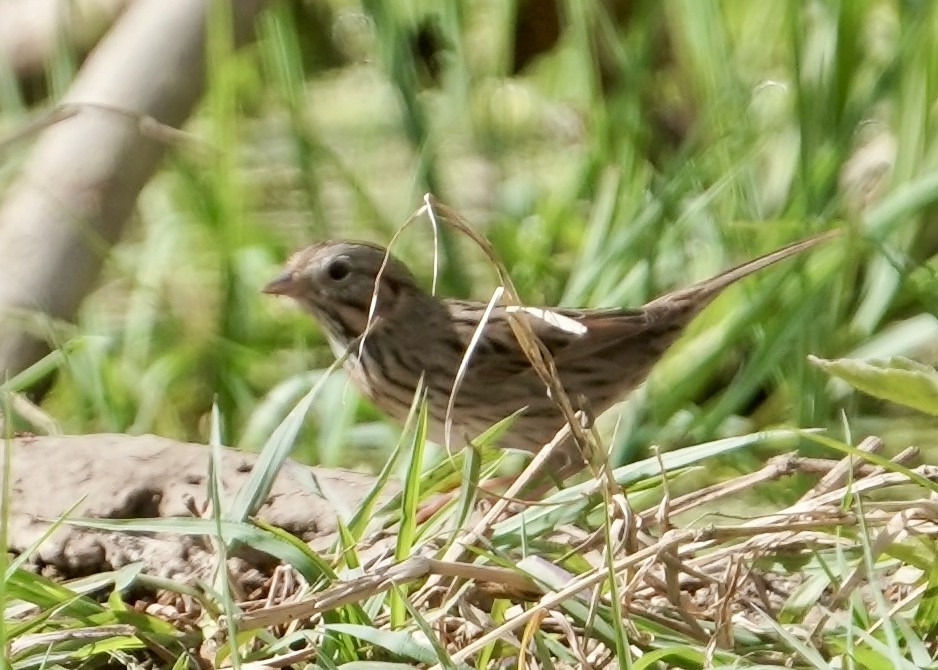 Lincoln's Sparrow - ML631724076