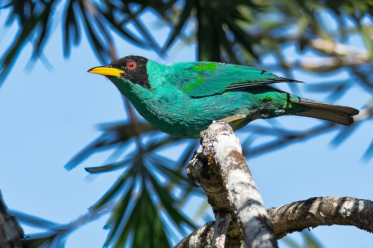 Green Honeycreeper - ML631724092