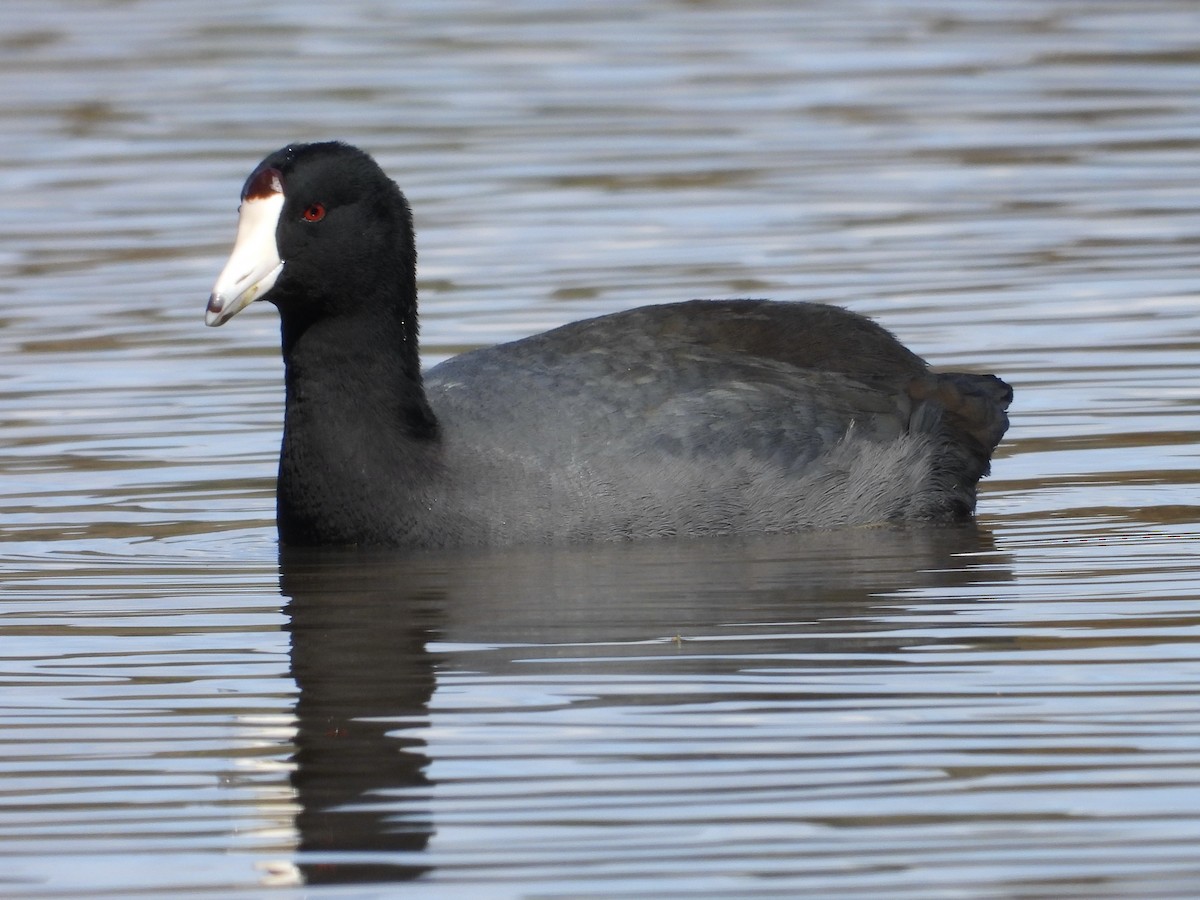American Coot - ML631724108