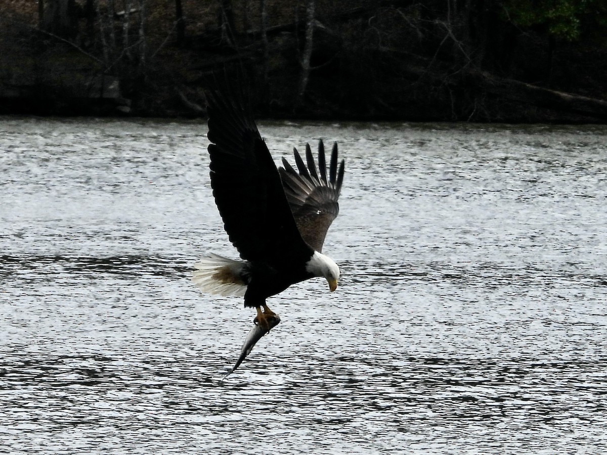 Bald Eagle - ML631724122