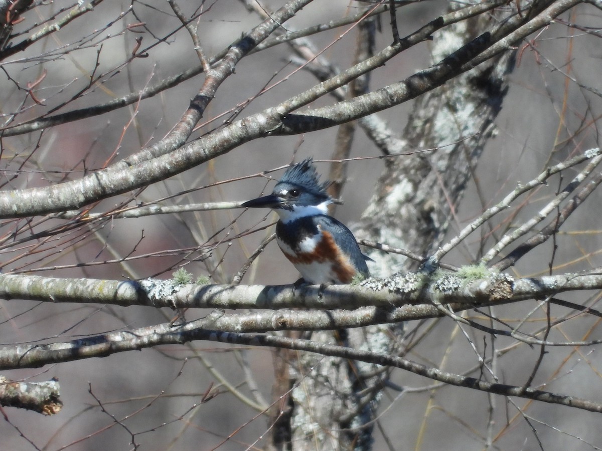 Belted Kingfisher - ML631724134