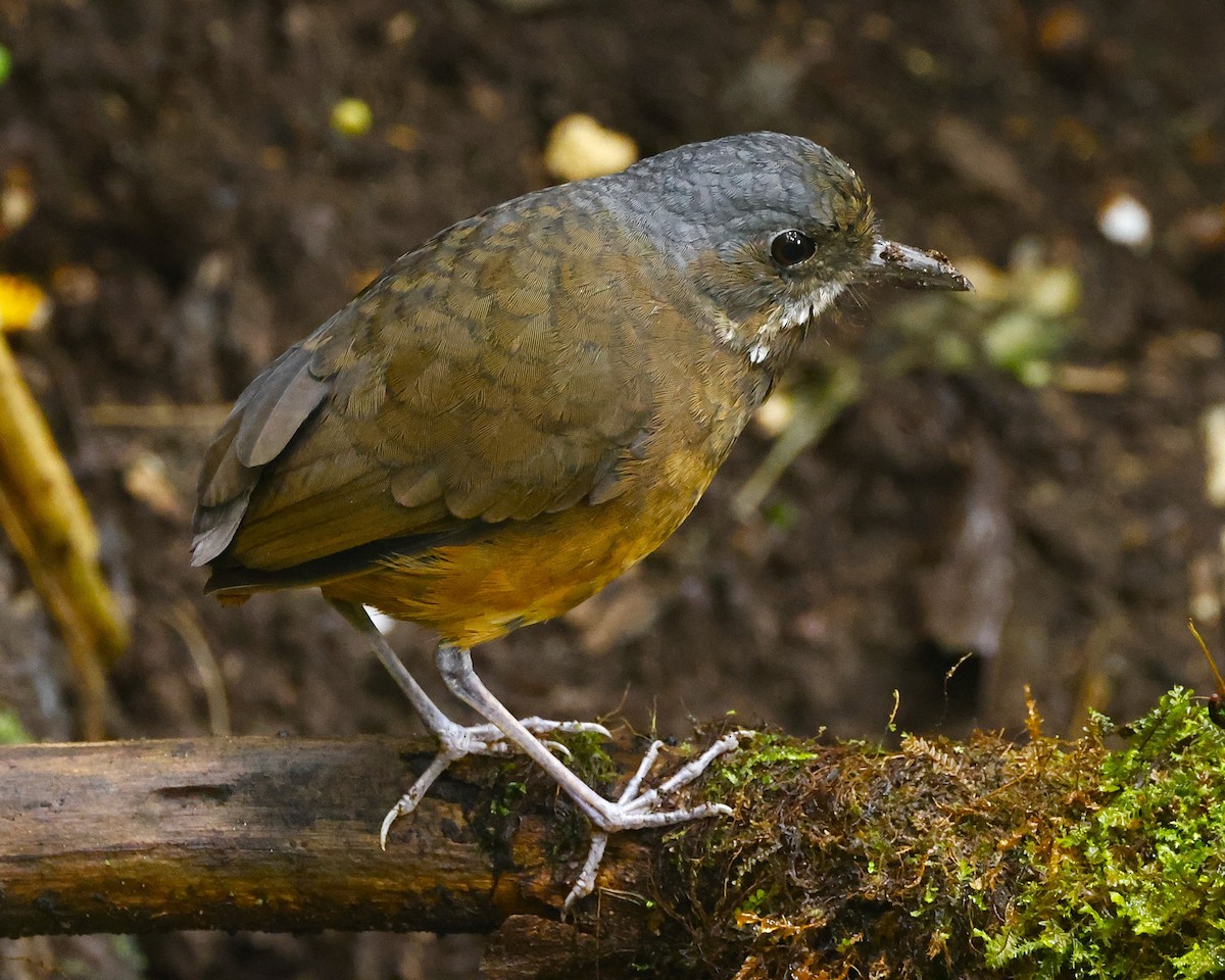 Moustached Antpitta - ML631724185