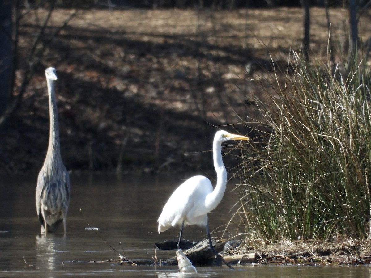 Great Egret - ML631724210