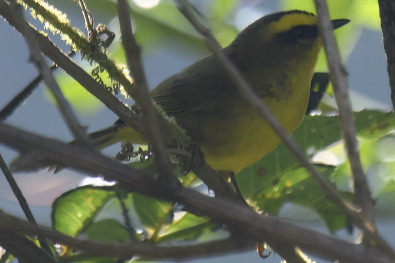 Citrine Warbler - ML631724229