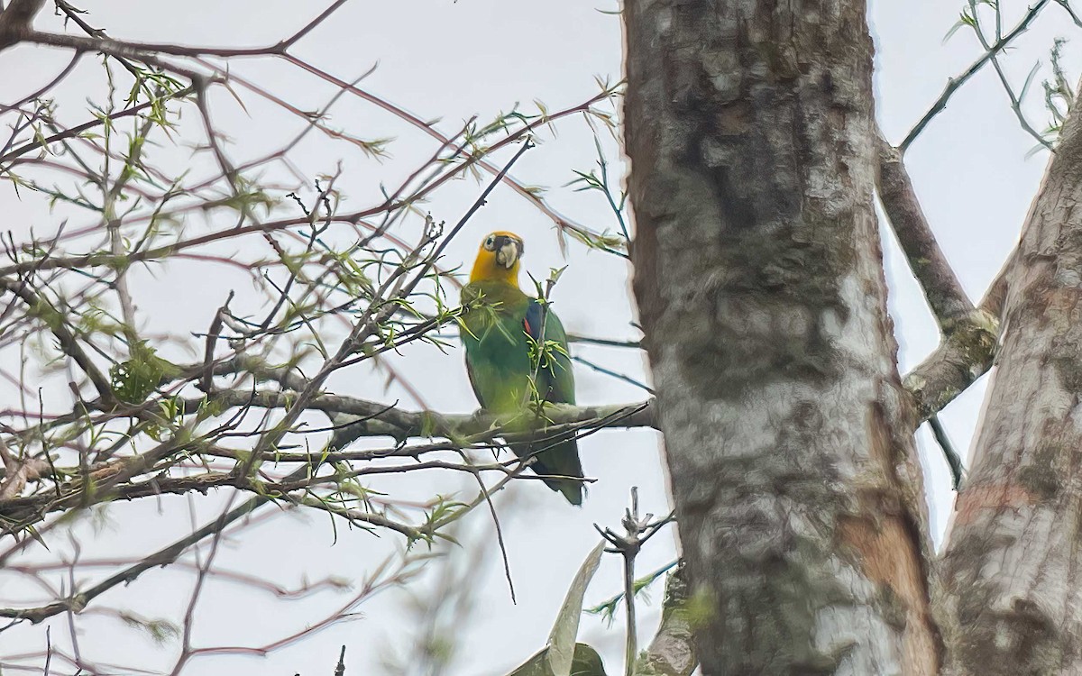 Saffron-headed Parrot - ML631724257