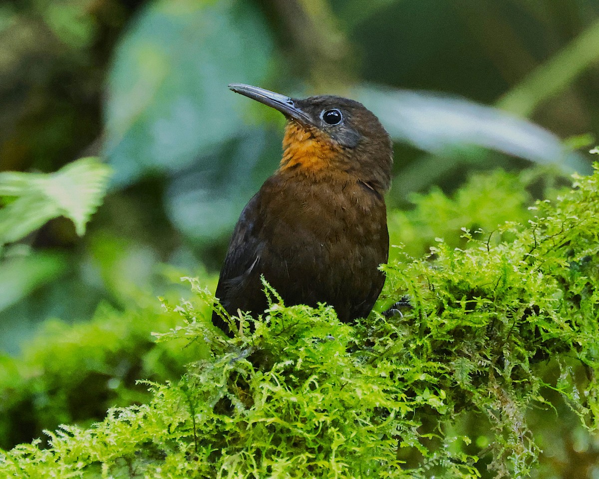 South American Leaftosser (Dusky) - ML631724293