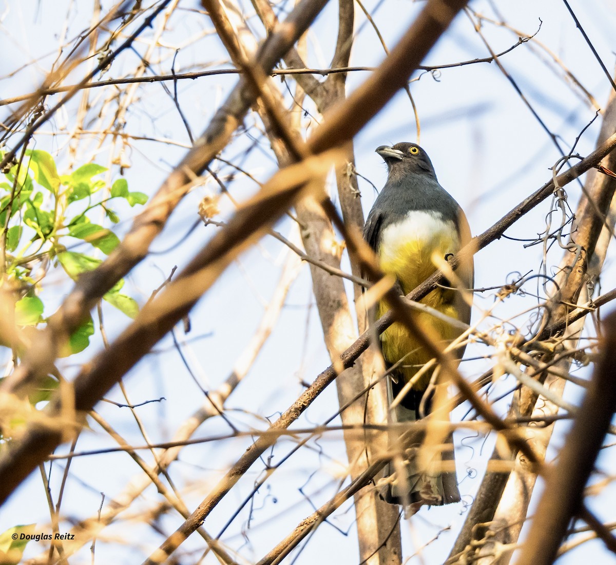 Citreoline Trogon - ML631724349