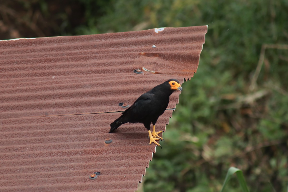 Black Caracara - ML631724469