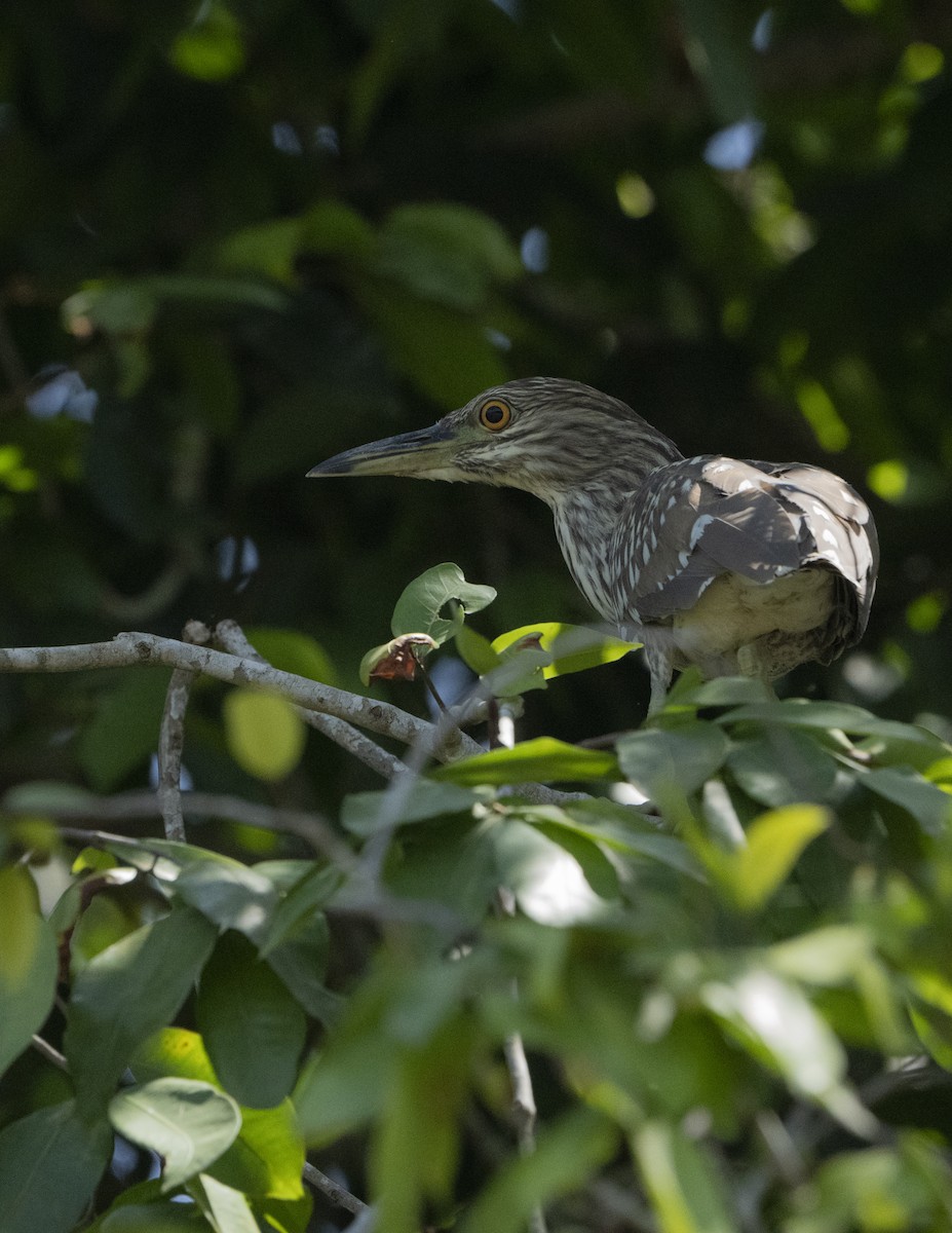 Black-crowned Night Heron - ML631724501