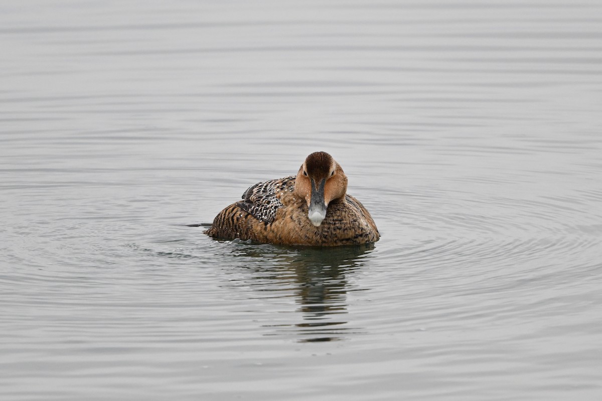 Eider arrunta (dresseri) - ML631724663