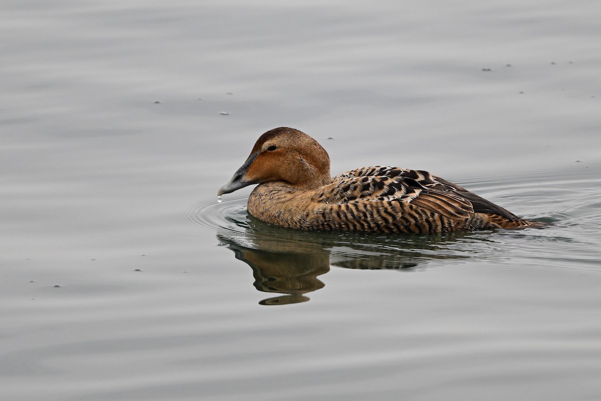 Eider arrunta (dresseri) - ML631724664