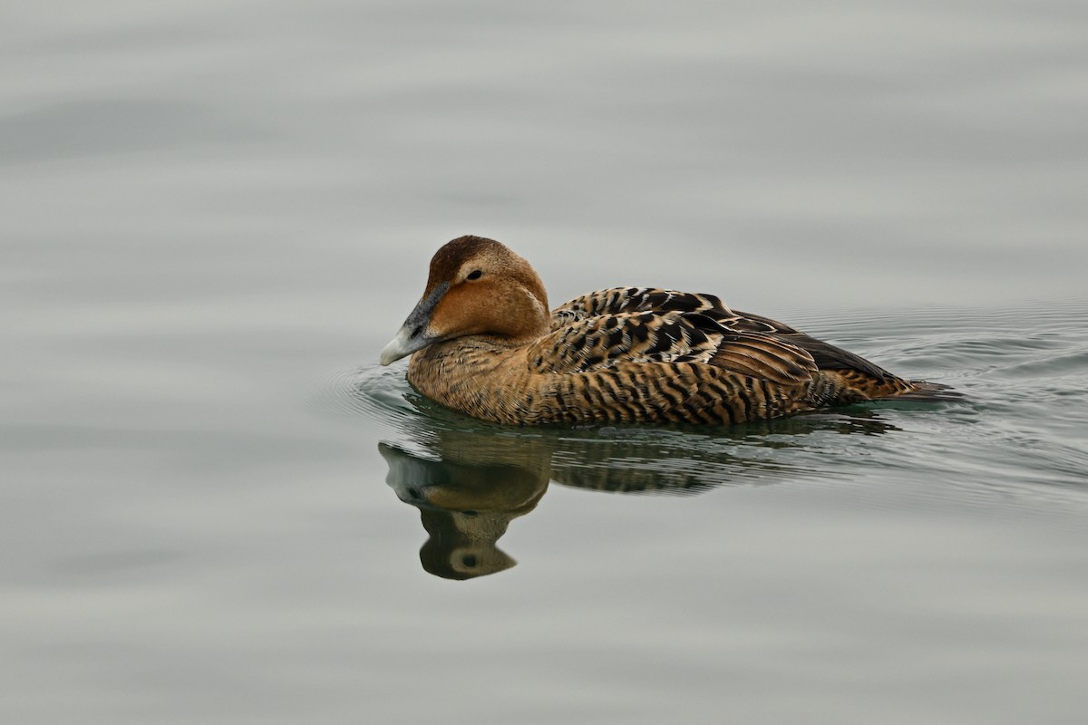 Eider arrunta (dresseri) - ML631724665