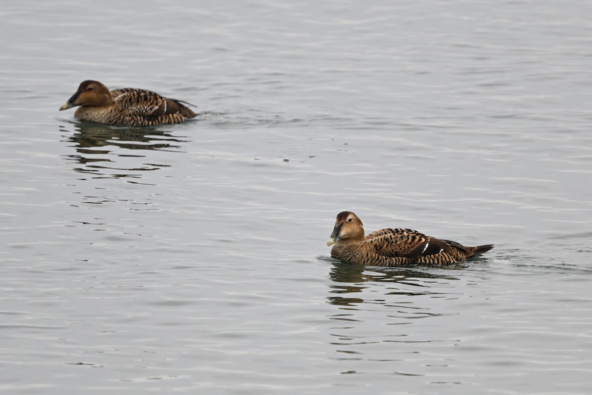 Eider arrunta (dresseri) - ML631724666