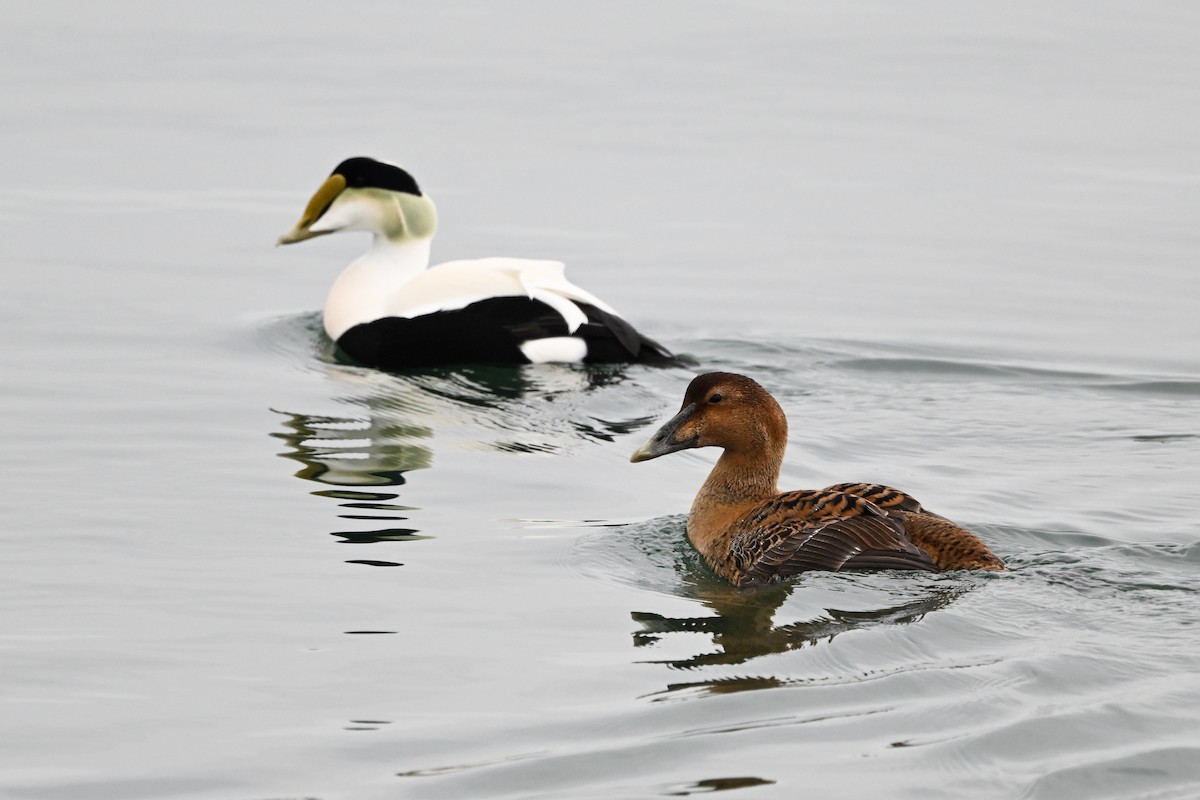 Eider arrunta (dresseri) - ML631724667