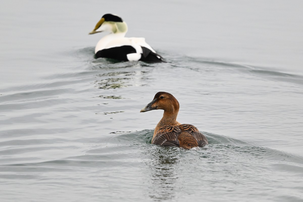 Eider arrunta (dresseri) - ML631724668