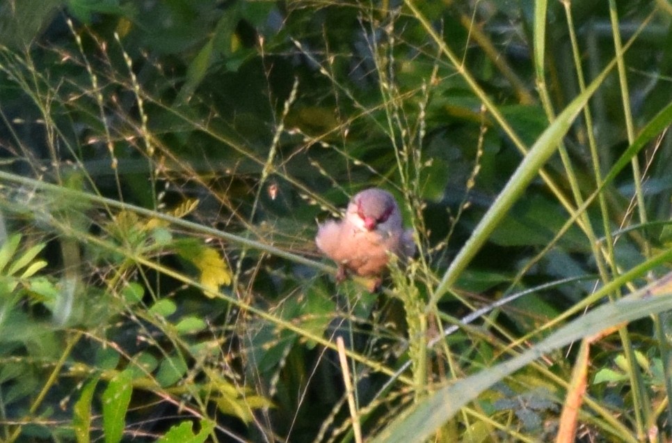 Black-rumped Waxbill - ML631724780