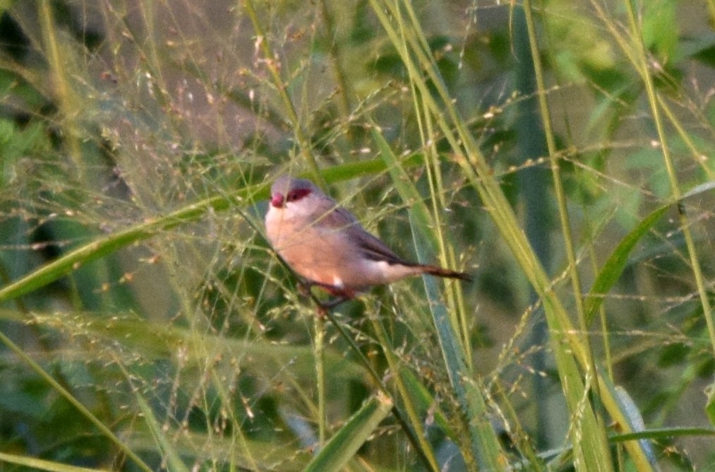 Black-rumped Waxbill - ML631724781