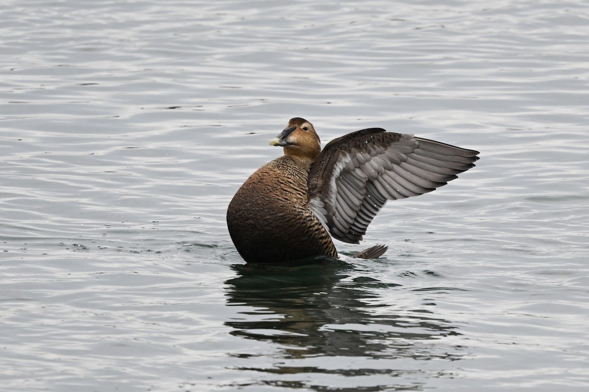 Eider arrunta (dresseri) - ML631724782