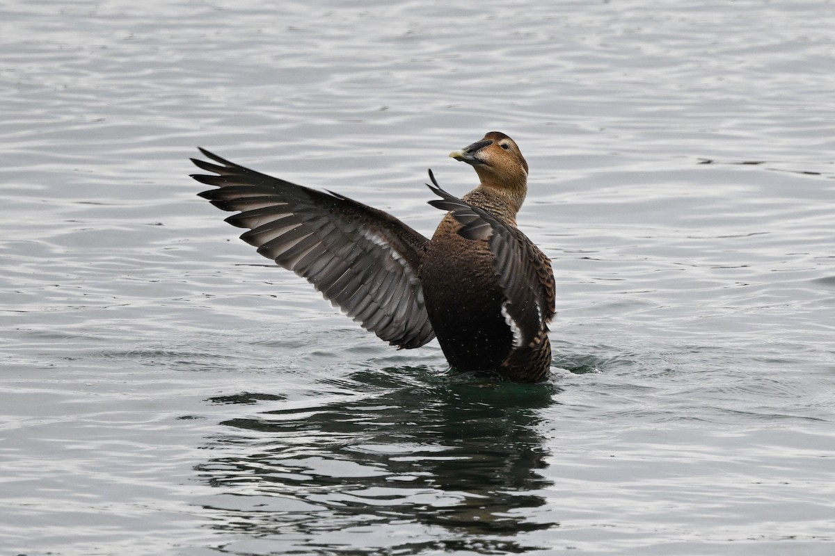 Eider arrunta (dresseri) - ML631724783