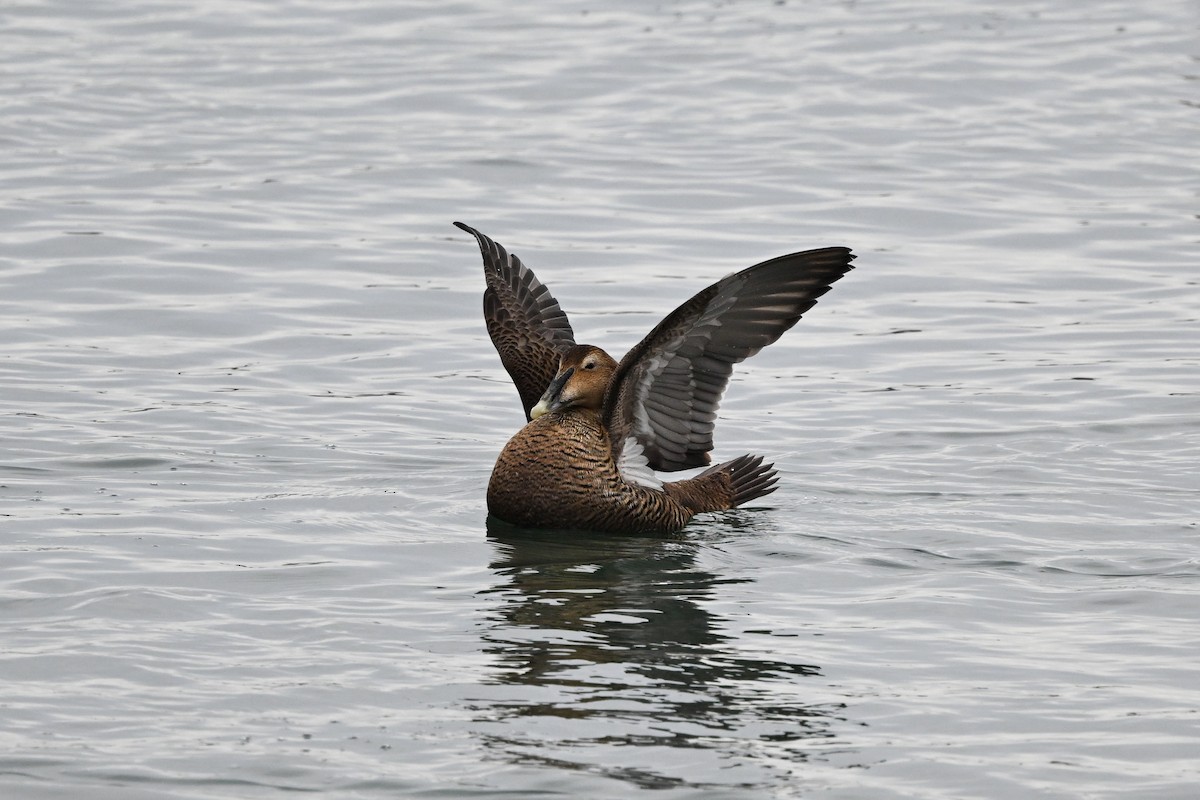 Eider arrunta (dresseri) - ML631724784