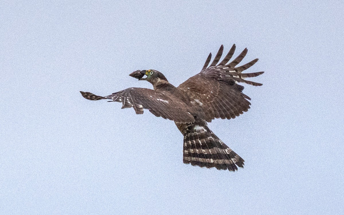 Hook-billed Kite (Hook-billed) - ML631724893