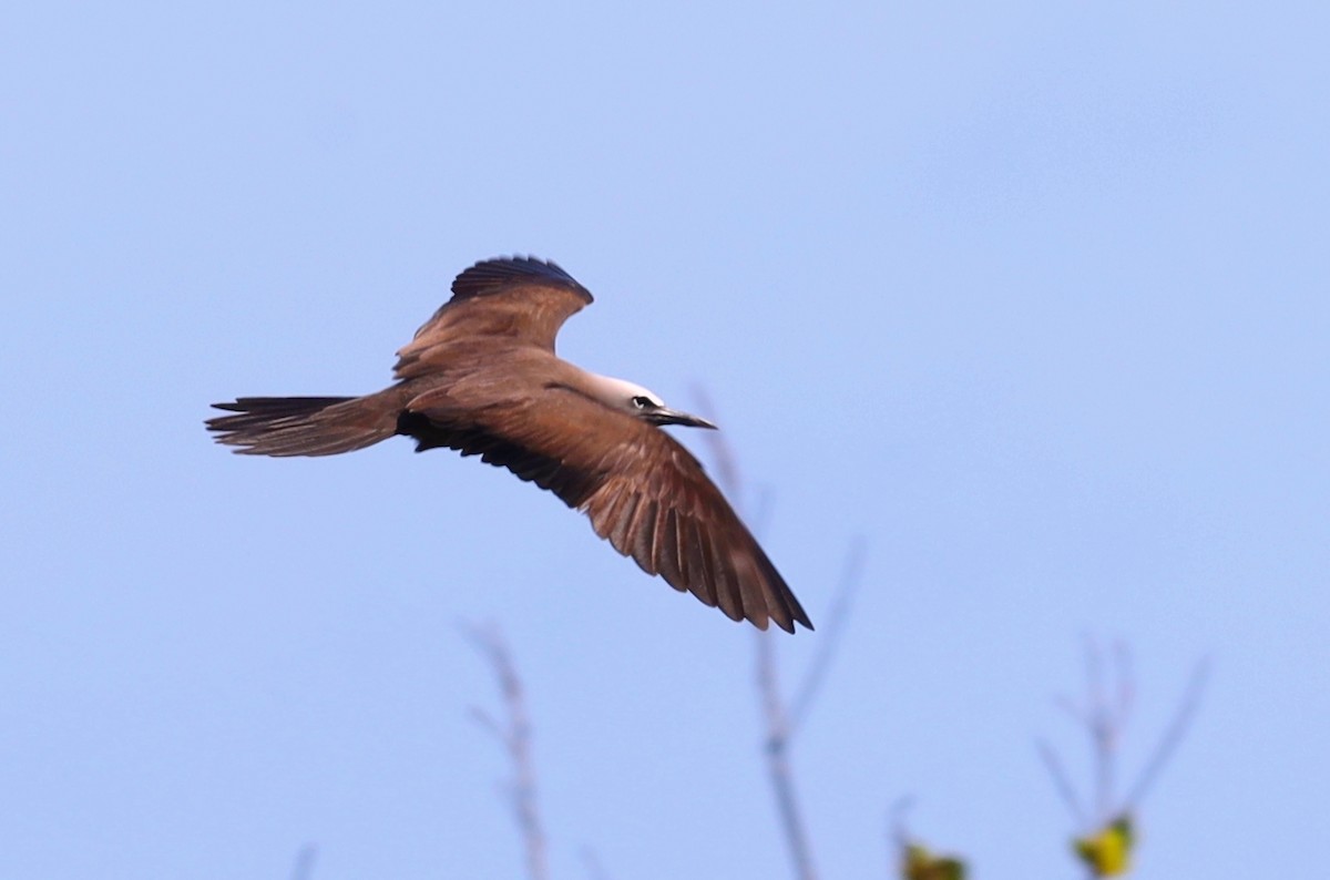 Brown Noddy - ML631724980