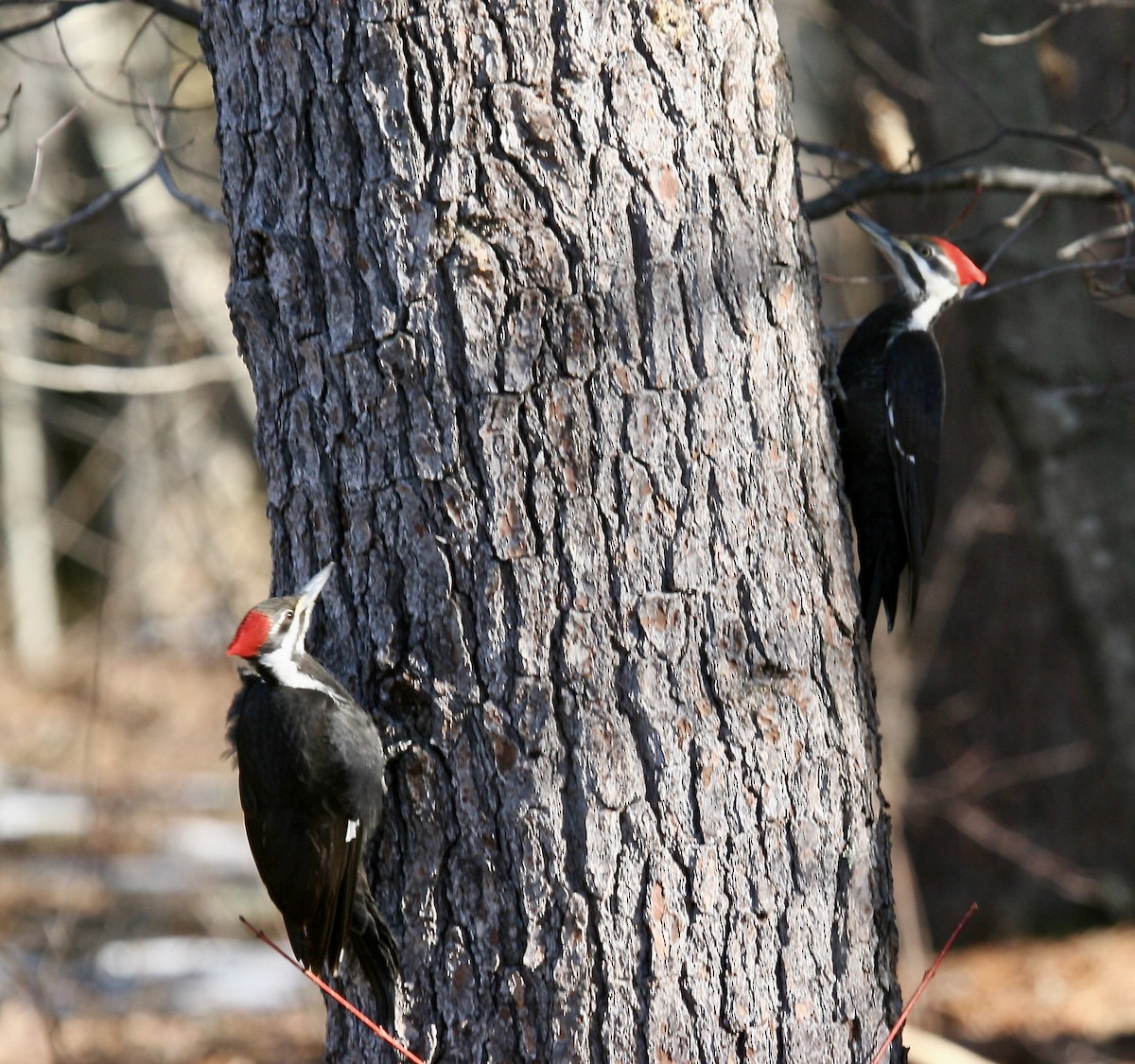 Pileated Woodpecker - ML631725065